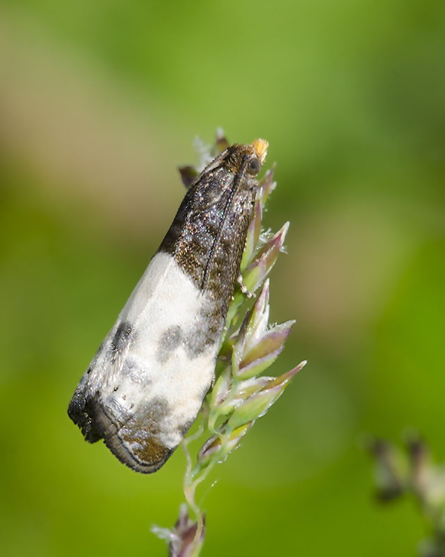 Tortricidae - Notocelia cynosbatella